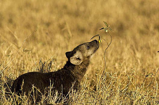 鬣狗,幼兽,嗅,植物,马赛马拉,肯尼亚,非洲