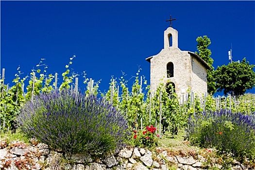 葡萄园,小教堂,隆河阿尔卑斯山省