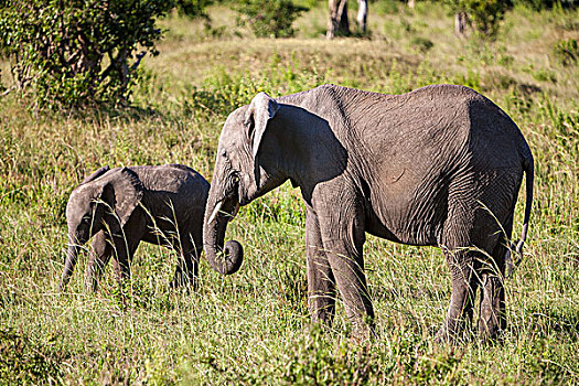 大象,家族,走,热带草原