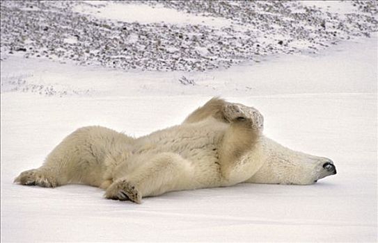 北极熊,躺,冰,丘吉尔市,曼尼托巴,加拿大