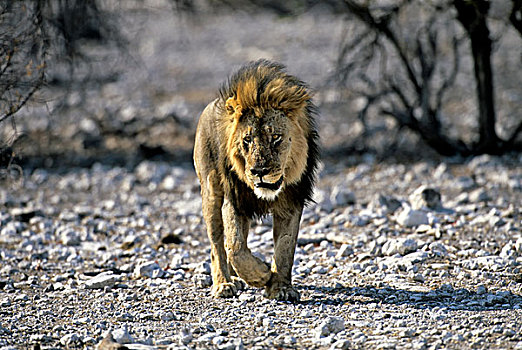 纳米比亚,埃托沙国家公园,雄性,狮子