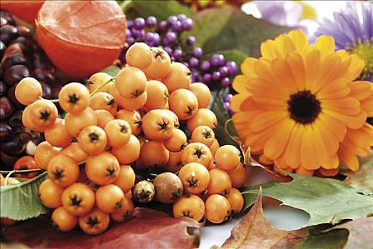 秋天装饰,浆果,灯笼,金盏花,彩色,叶子