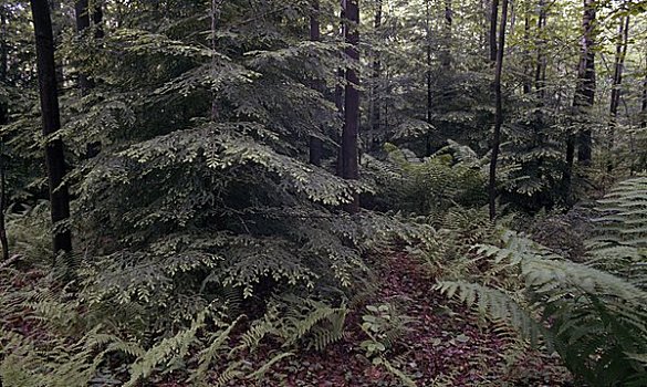 树,树林,宾夕法尼亚,美国