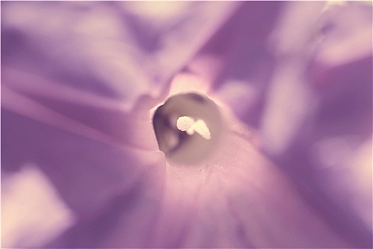 紫罗兰,花,抽象,特写,背景