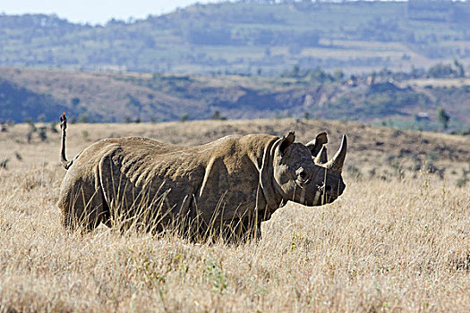 黑犀牛,强势,姿势,莱瓦野生动物保护区,北方,肯尼亚