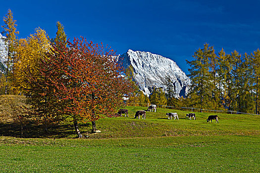 阿尔卑斯山,畜群,奥地利