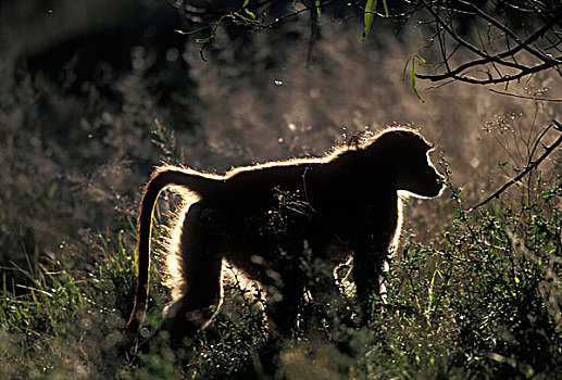 南非,禁猎区,南非大狒狒,豚尾狒狒,照亮,夕阳,高草