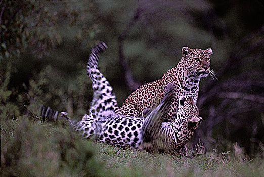 肯尼亚,马塞马拉野生动物保护区,成年,女性,豹,青少年,雄性,后代,河