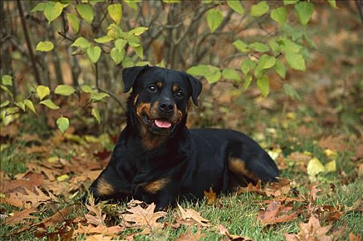 罗特韦尔犬,狗,成年,休息,林中地面,围绕,秋天,橡树叶