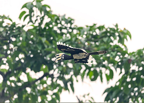 生活在泰国开阔热带森林边缘的珍稀冠斑犀鸟