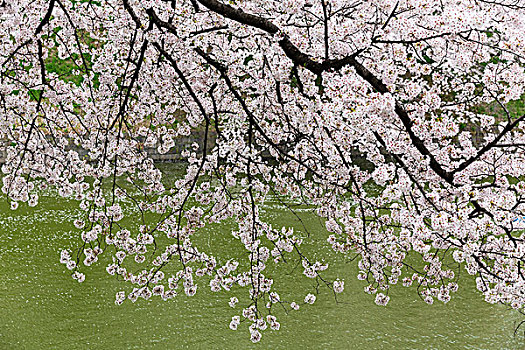 盛开,樱桃树,护城河,公园,靠近,皇宫,东京,日本
