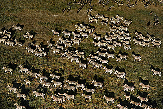 斑马,迁徙,俯视,马,乔贝国家公园,博茨瓦纳