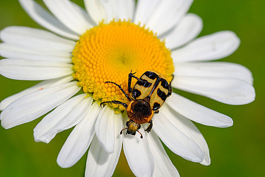 蜜蜂,甲虫,金龟子,花,法兰西菊,甘菊花,国家公园,阿尔巴尼亚,阿尔卑斯山,欧洲