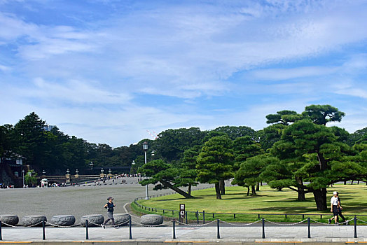 日本皇居外苑的松林