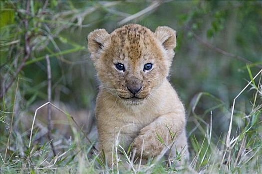 非洲狮,狮子,2-3岁,星期,老,幼兽,出现,窝,脆弱,马赛马拉国家保护区,肯尼亚