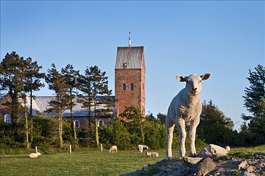 绵羊,正面,教堂,北方,石荷州,德国