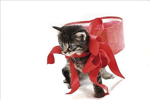 小猫,红丝带,心形,礼盒,5星期大