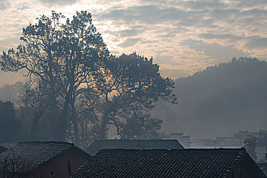 石城古树