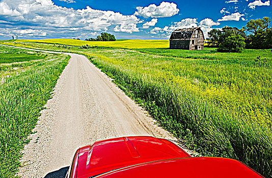 卡车,乡间小路,老,谷仓,油菜地,背景,靠近,曼尼托巴,加拿大