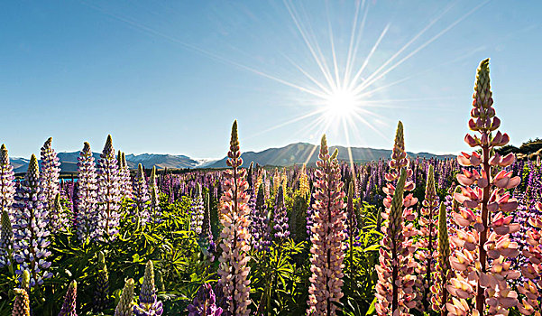 太阳,发光,彩色,羽扇豆属植物,羽扇豆,特卡波湖,坎特伯雷地区,南部地区,新西兰,大洋洲