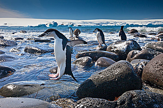 帽带企鹅,企鹅,岛屿,南极