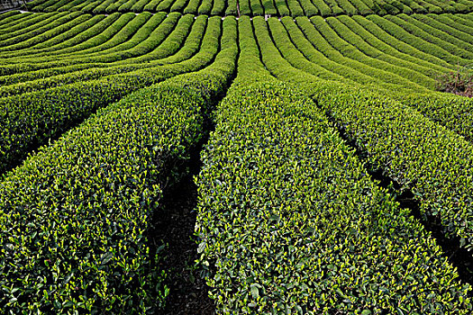 千亩绿茶新芽飘香
