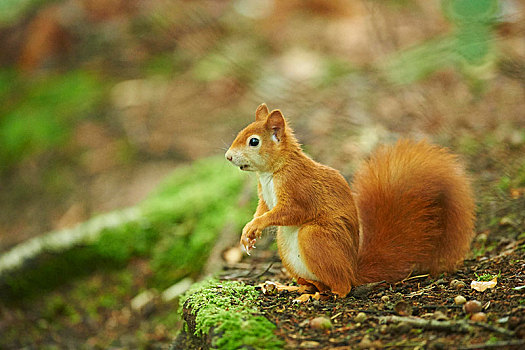 欧亚红松鼠,松鼠,坐,树林,地面,巴伐利亚森林国家公园,巴伐利亚,德国,欧洲