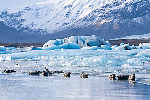 斑海豹,普通,海豹,晒太阳,冰,杰古沙龙湖,泻湖,瓦特纳冰川,国家公园,欧洲,北欧,冰岛