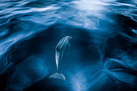 宽吻海豚,游动,水下,平静,海洋,俯视图,圣克鲁斯-德特内里费,加纳利群岛,西班牙