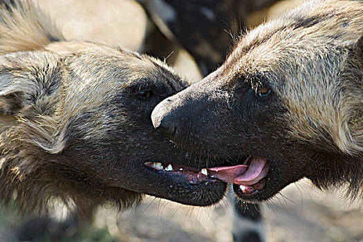 非洲野狗,非洲野犬属,一对,问候,北方,博茨瓦纳
