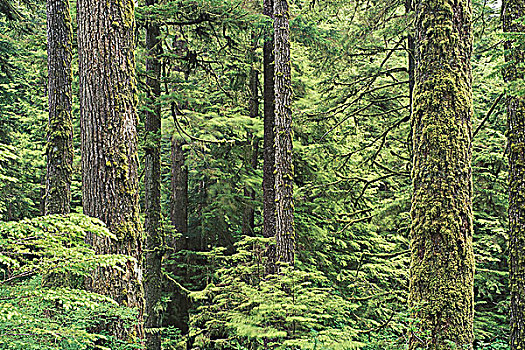 铁杉,树林,岬角,北方,尖,温哥华岛,苔藓,湿,气候,区域,不列颠哥伦比亚省,加拿大