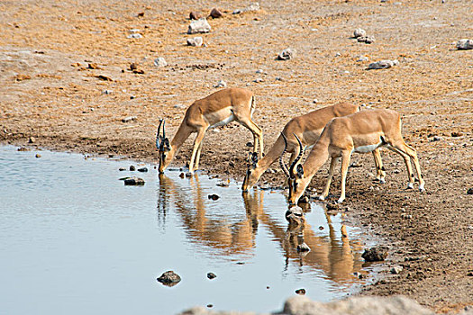 黑斑羚,高角羚属,水坑,埃托沙国家公园,纳米比亚,非洲