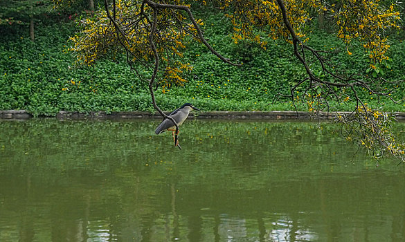 夏雨后羊城广州天河公园湖光水色