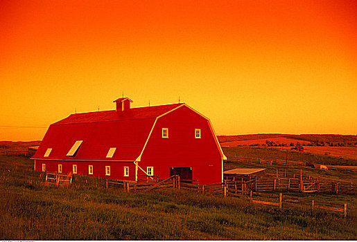农田,日落,艾伯塔省,加拿大