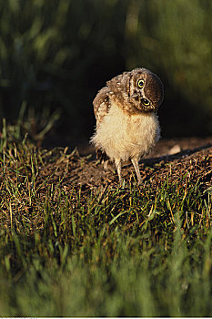 幼兽,穴鸮,南方,艾伯塔省,加拿大