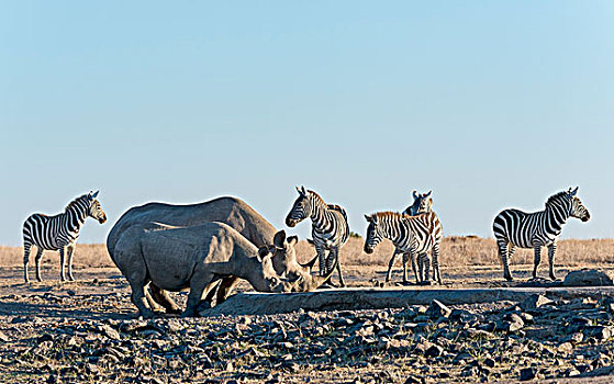 黑犀,喝,人造,水坑,背影,平原斑马,自然保护区,肯尼亚,非洲