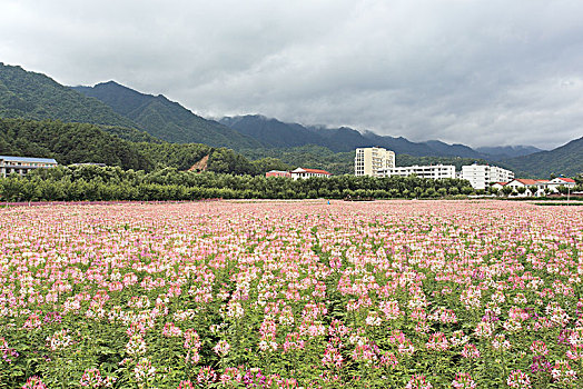 汉中留坝,花海