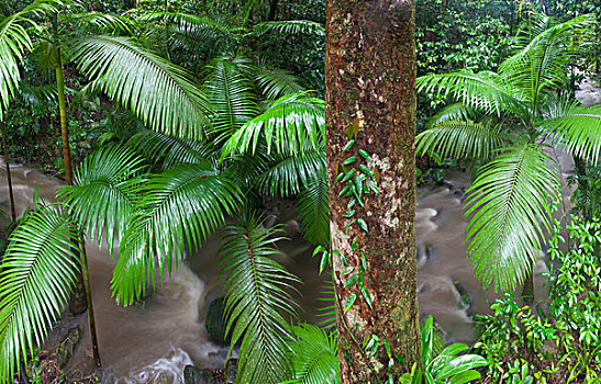 热带雨林,河,峡谷,国家公园,北方,昆士兰,澳大利亚,大幅,尺寸