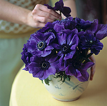 女人,放,紫色,银莲花,花瓶