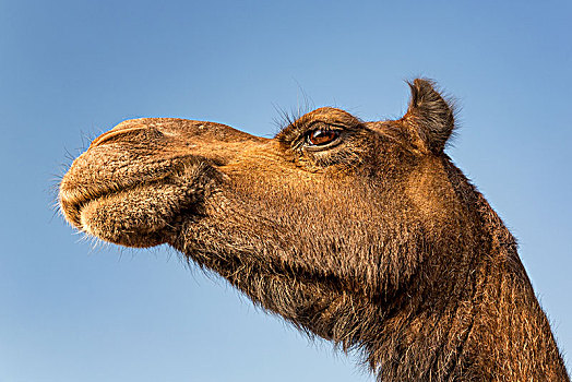 单峰骆驼,头像,骆驼,市场,普什卡,拉贾斯坦邦,印度,亚洲