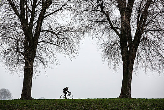 骑车,沉闷,冬天,天气,雾,秃树,北莱茵威斯特伐利亚,德国,欧洲