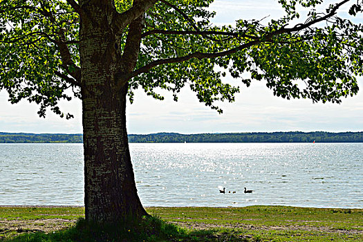 湖岸,树,鹅,看,上巴伐利亚,巴伐利亚,德国