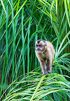 黑帽悬猴,褐色,棕榈树,南马托格罗索州,巴西,南美