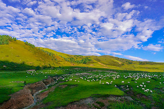 西藏色季拉山顶牛羊成群