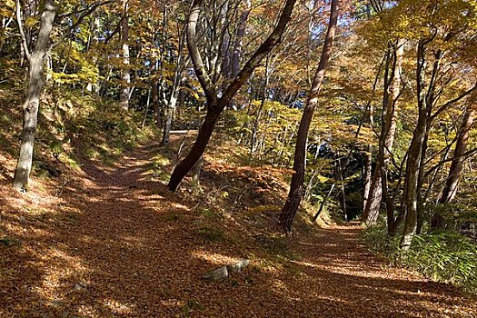 秋天,树林,高山,日本