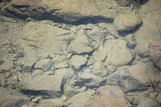 生态溪水野生石斑鱼
