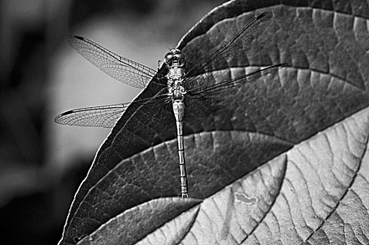 蜻蜓,叶子,特写