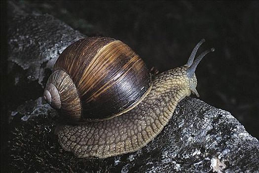 蜗牛,螺旋,软体动物,德国,欧洲,动物