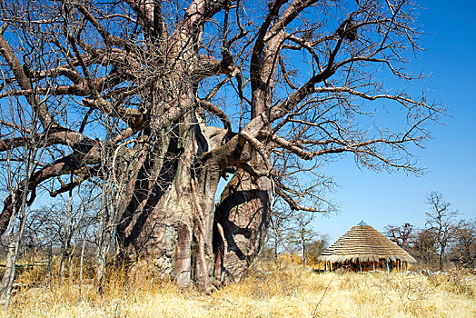 非洲,猴面包树,旁侧,小屋,博茨瓦纳