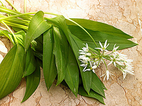 熊葱,野蒜,叶子,花